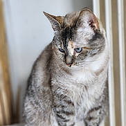 Kira a rejoint le concours — aidez-le/la à gagner de superbes lots ! cat, blue_eyes, fur, sitting, portrait, indoor, animal, pet, striped, calm, feline, closeup, whiskers, ears, soft_light, looking_down, gray, white, tabby, domestic_cat