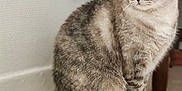 Kira a rejoint le concours — aidez-le/la à gagner de superbes lots ! cat, tabby, blue_eyes, indoor, floor, electrical_plug, cord, wall, power_outlet, pet, feline, sitting, fur, whiskers, domestic_animal, curious, close_up, side_view, household, calm