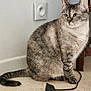 cat, tabby, blue_eyes, indoor, floor, electrical_plug, cord, wall, power_outlet, pet, feline, sitting, fur, whiskers, domestic_animal, curious, close_up, side_view, household, calm