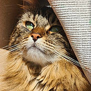 Dixie a rejoint le concours — aidez-le/la à gagner de superbes lots ! cat, fluffy, green_eyes, whiskers, close_up, sunlight, fur, pet, domestic_animal, cute, animal_portrait, feline, relaxed, indoor, cozy, tabby, muzzle, soft_texture, face, resting