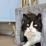 Yoda a rejoint le concours — aidez-le/la à gagner de superbes lots ! cat, tuxedo_cat, yellow_eyes, whiskers, paws, fur, pet, indoor, cozy, cat_house, resting, relaxed, animal, cute, feline, portrait, close_up, black_and_white, soft, home