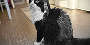 Yoda participe au concours pour gagner de l'argent avec cette photo : cat, black_and_white, fluffy, indoor, wooden_floor, kitchen, appliance, washing_machine, curious, pet, domestic_animal, feline, sitting, side_view, long_tail, whiskers, soft_light, shadow, flooring, household