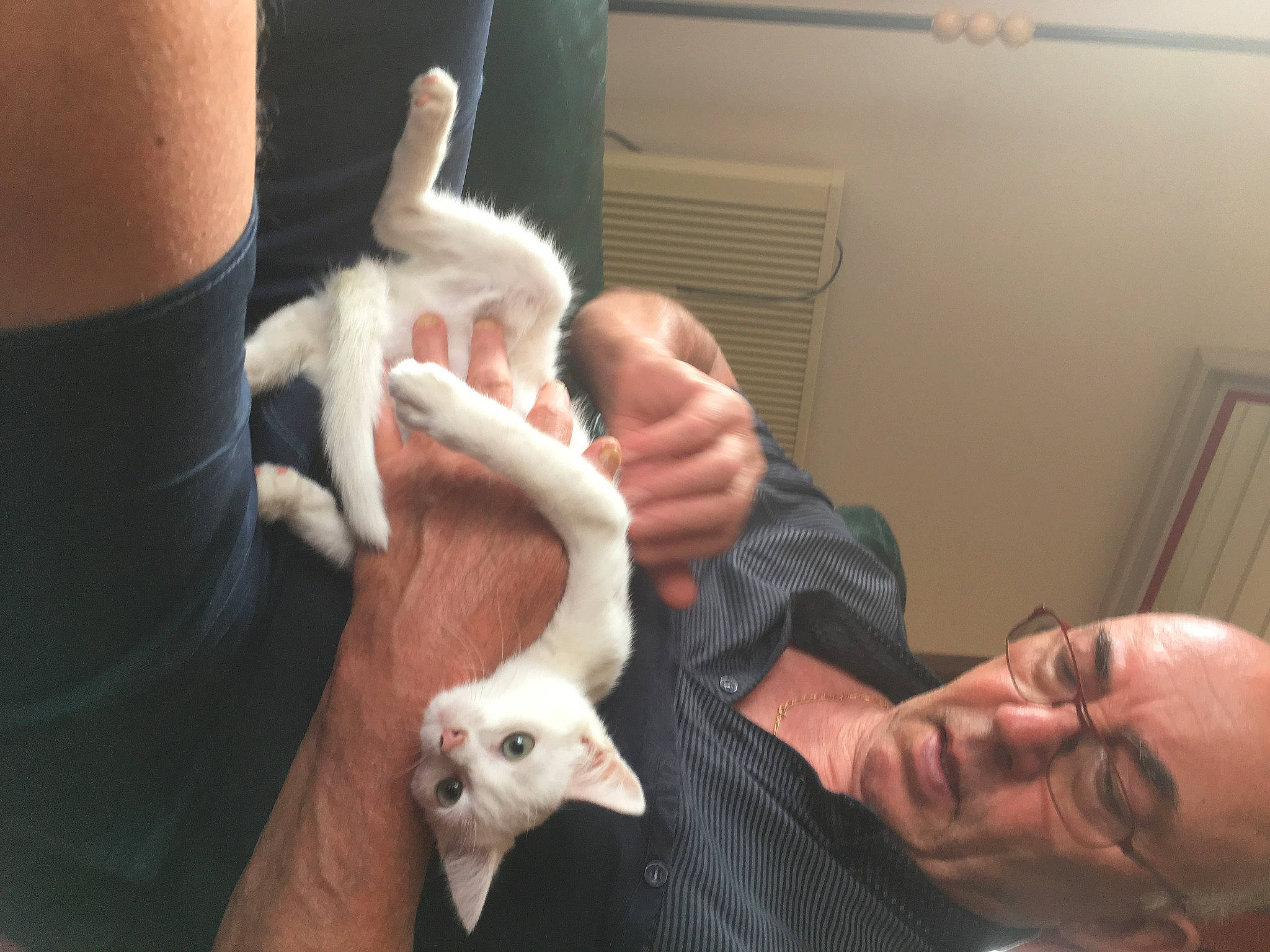 Plume a rejoint le concours — aidez-le/la à gagner de superbes lots ! beard, canidae, comfort, companion_dog, dog_breed, ear, fawn, finger, fun, fur, gesture, goat, hand, jaw, livestock, nail, rodent, thumb, toy, wrist