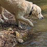 Véga participe au concours pour gagner de l'argent avec cette photo : animal, closeup, collar, daylight, dog, fluffy_fur, golden_retriever, nature, outdoors, paw, pebbles, pet, reflection, riverbank, rocks, splash, stream, wading, water, wet_fur