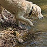 animal, closeup, collar, daylight, dog, fluffy_fur, golden_retriever, nature, outdoors, paw, pebbles, pet, reflection, riverbank, rocks, splash, stream, wading, water, wet_fur