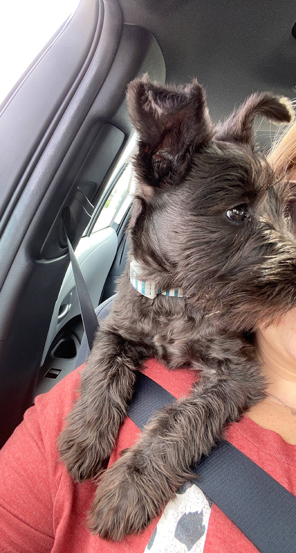 Johnny Cash is registered to the contest to win money with this photo: auto_part, automotive_exterior, car, carnivore, collar, companion_dog, dog, dog_breed, fur, motor_vehicle, personal_luxury_car, schnauzer, snout, steering_wheel, terrier, vehicle, vehicle_door, window, windshield, working_animal