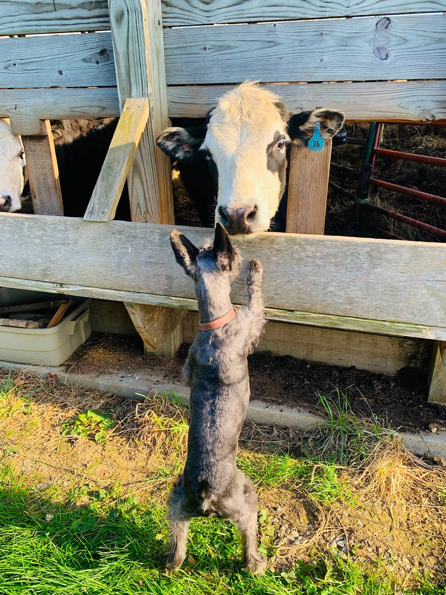 Johnny Cash joined the competition — help win amazing prizes! bovine, dairy, dairy_cow, fawn, fence, fur, grass, landscape, livestock, pasture, plant, snout, sporting_group, tail, terrestrial_animal, tree, trunk, wildlife, wood, working_animal