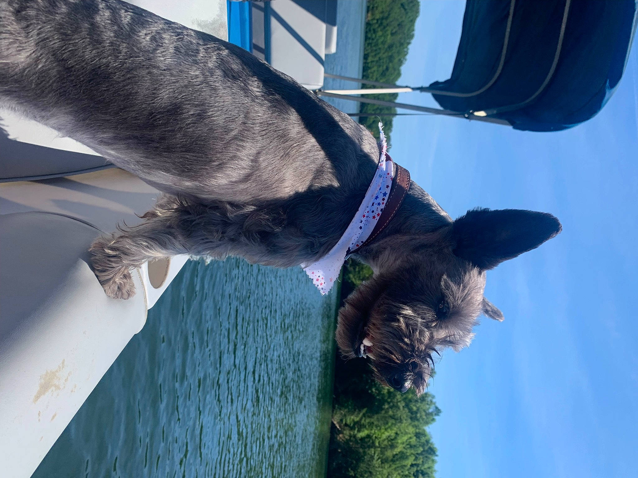 Johnny Cash joined the competition — help win amazing prizes! canidae, carnivore, collar, dog, dog_breed, dog_collar, electric_blue, fawn, fin, guard_dog, pet_supply, plant, pole, sky, snout, sporting_group, tail, tree, water, working_animal