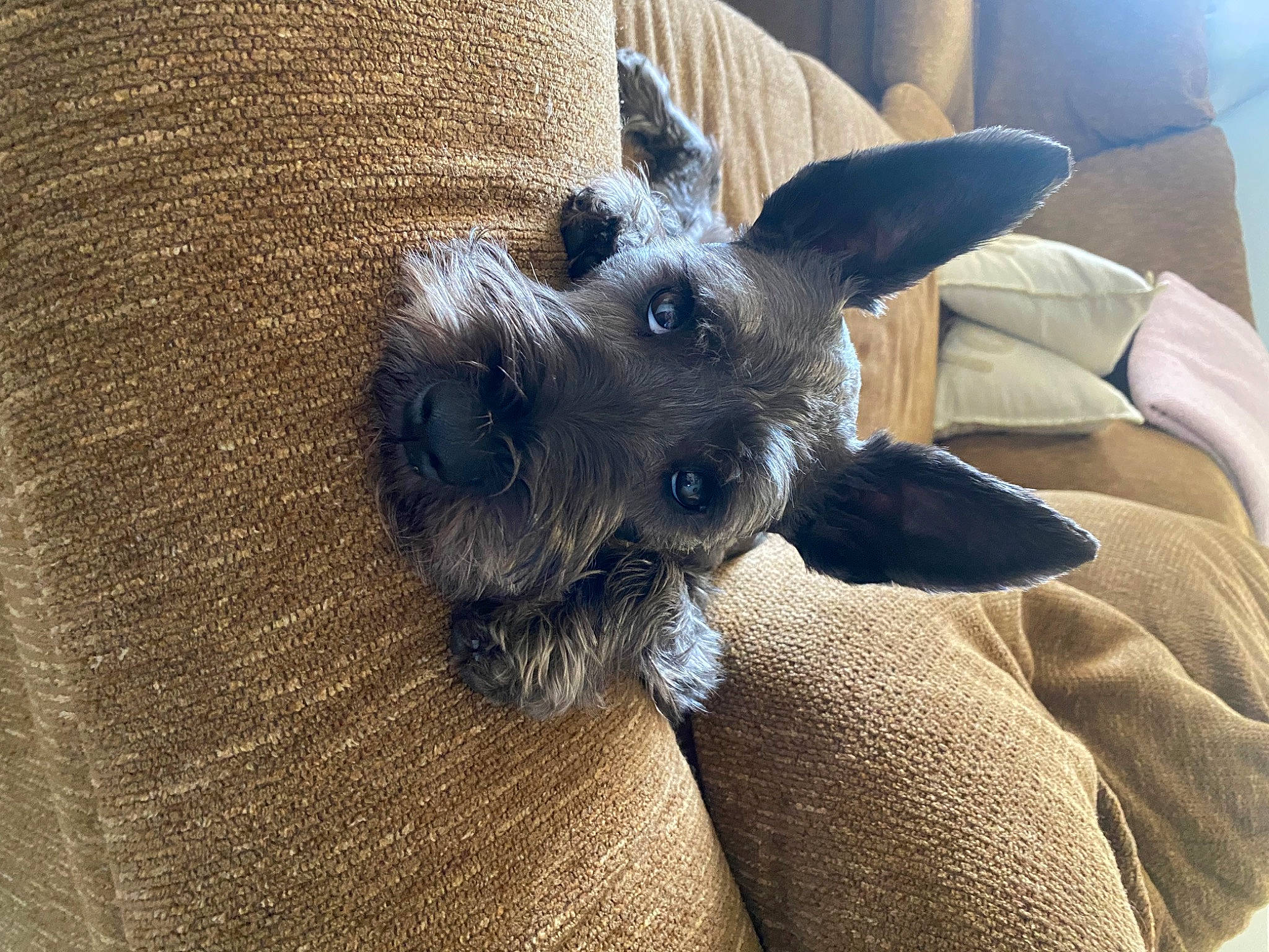 Johnny Cash is registered to the contest to win money with this photo: canidae, carnivore, comfort, companion_dog, couch, dog, dog_breed, dog_supply, fawn, felidae, fur, schnauzer, small_terrier, snout, sporting_group, standard_schnauzer, terrier, toy_dog, whiskers, working_animal
