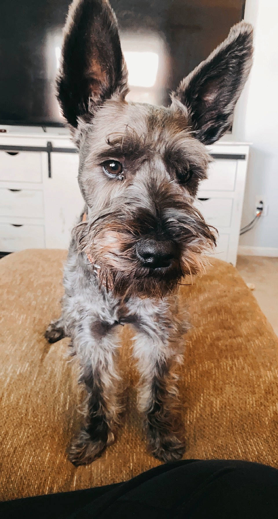 Johnny Cash is registered to the contest to win money with this photo: cabinetry, canidae, carnivore, chest, chest_of_drawers, companion_dog, dog, dog_breed, drawer, ear, fur, schnauzer, scottish_terrier, small_terrier, snout, sporting_group, terrestrial_animal, terrier, water_dog, working_animal