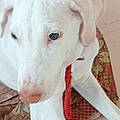 Satheesh S.