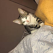 Chanel a rejoint le concours — aidez-le/la à gagner de superbes lots ! cat, kitten, pet, indoor, blanket, cushion, bed, furniture, animal, fur, striped, white, curious, eyes, ears, resting, cozy, comfort, domestic, cute