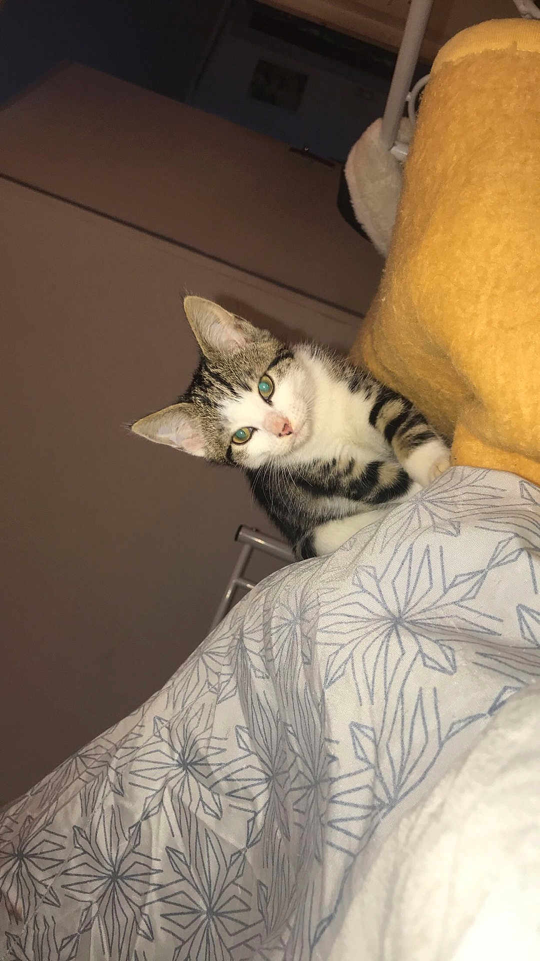 Chanel a rejoint le concours — aidez-le/la à gagner de superbes lots ! cat, kitten, pet, indoor, blanket, cushion, bed, furniture, animal, fur, striped, white, curious, eyes, ears, resting, cozy, comfort, domestic, cute