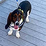 animal, basset_hound, black_and_brown, canine, companion, dog, ears, friendly, happy, harness, leash, outdoor, pet, planks, summer, tongue_out, walking, water, white_paws, wooden_dock