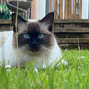Mila is registered to the contest to win money with this photo: cat, grass, blue_eyes, outdoor, animal, pet, feline, nature, green, close_up, lying_down, ears, whiskers, face, fur, steps, background, daylight, calm, domestic_cat