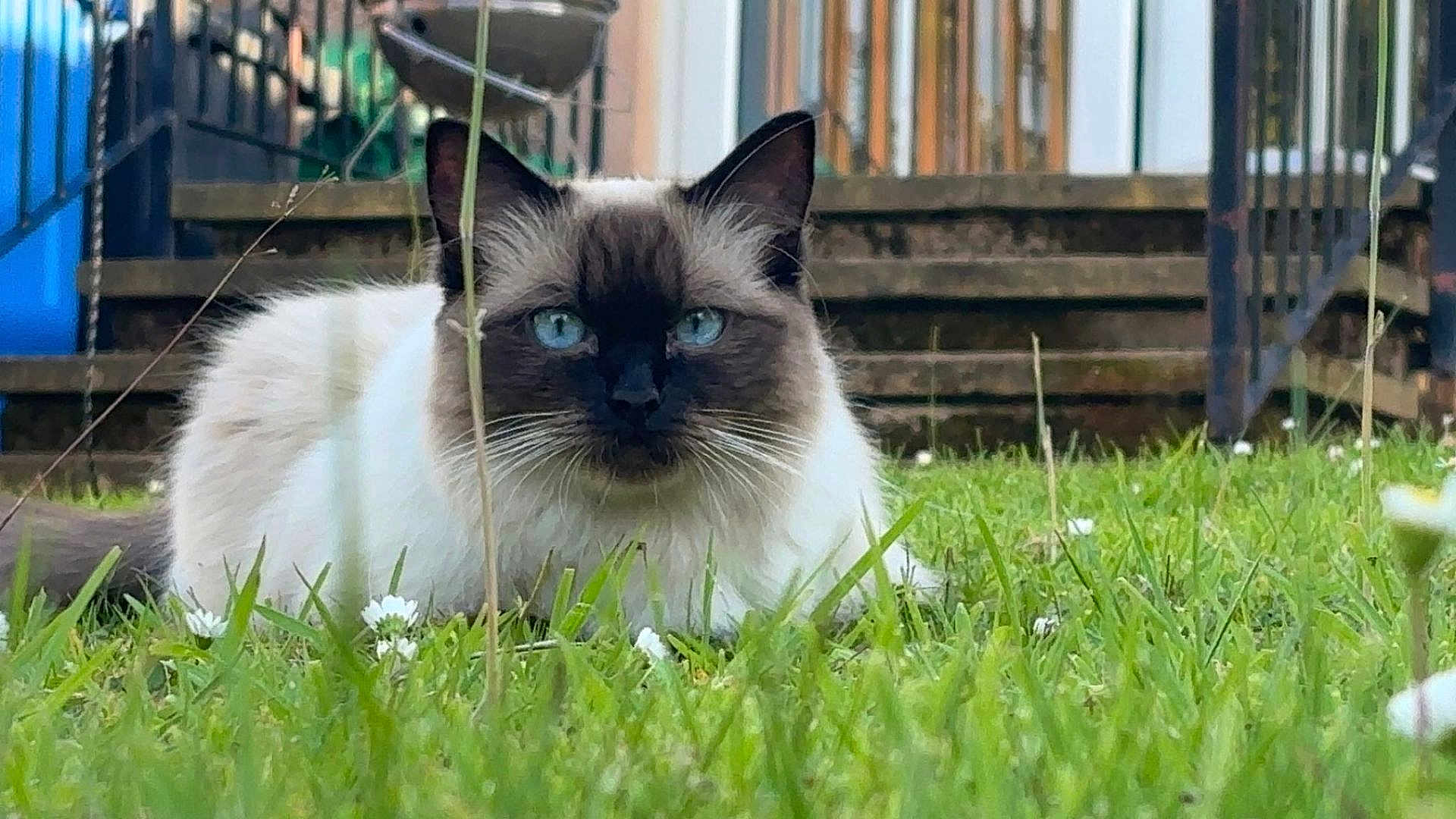 Mila