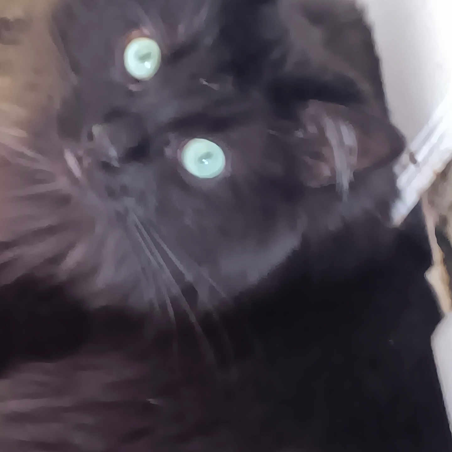 Otis joined the competition — help win amazing prizes! animal, black_cat, black_fur, blurred, cat, close_up, companion, cute, domestic_cat, eye_contact, feline, furry, green_eyes, indoor, looking_up, mammal, pet, portrait, soft, whiskers