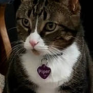 Piper is registered to the contest to win money with this photo: animal, cat, closeup, collar, cute, domestic_cat, ears, eyes, face, feline, fur, indoor, pet, pink_nose, portrait, sitting, tabby, tag, whiskers, white_chest