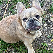 Rexy is registered to the contest to win money with this photo: dog, french_bulldog, pet, animal, outdoor, grass, ears, face, fur, wrinkles, cute, looking_up, ground, nature, canine, mammal, portrait, sitting, brown_fur, daylight