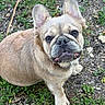 dog, french_bulldog, pet, animal, outdoor, grass, ears, face, fur, wrinkles, cute, looking_up, ground, nature, canine, mammal, portrait, sitting, brown_fur, daylight