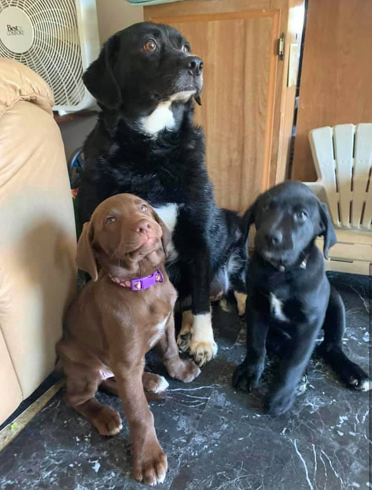 Dixie joined the competition — help win amazing prizes! canidae, carnivore, collar, companion_dog, dog, dog_breed, dog_collar, event, fawn, fur, guard_dog, gun_dog, leash, liver, mammal, snout, spaniel, sporting_group, vertebrate, working_animal