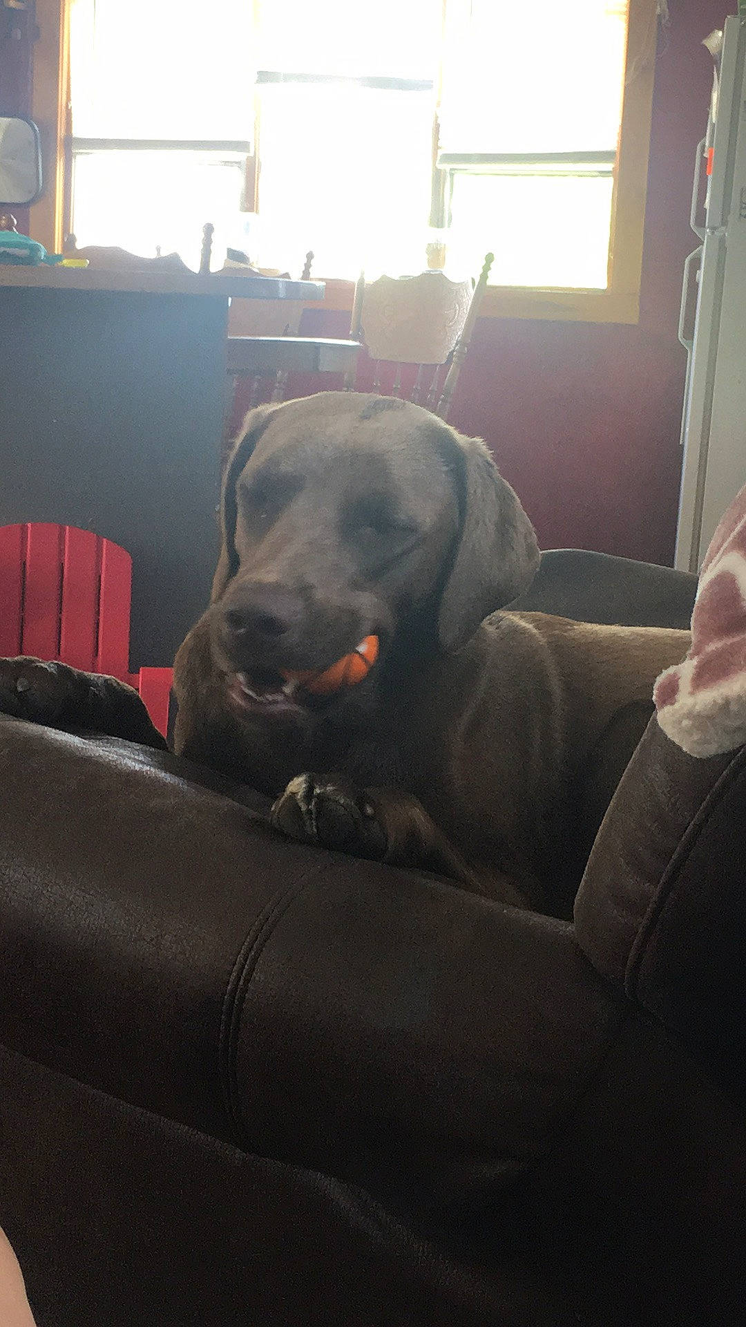 Millie is registered to the contest to win money with this photo: canidae, carnivore, chair, cloud, comfort, companion_dog, couch, dog, dog_breed, fawn, guard_dog, non_sporting_group, snout, sporting_group, tints_and_shades, whiskers, window, window_blind, working_animal