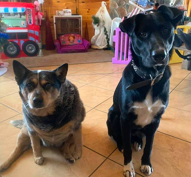 Charley is registered to the contest to win money with this photo: australian_cattle_dog, box, canidae, carnivore, chair, collar, companion_dog, dog, dog_breed, dog_supply, fawn, floor, flooring, fur, herding_dog, snout, sporting_group, tire, wheel, working_animal