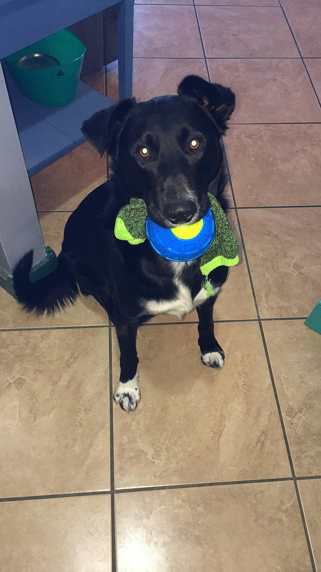 Charley is registered to the contest to win money with this photo: carnivore, chair, collar, companion_dog, dog, dog_breed, dog_collar, dog_supply, electric_blue, floor, flooring, fur, pet_supply, retriever, snout, sporting_group, tail, tile_flooring, working_animal, working_dog