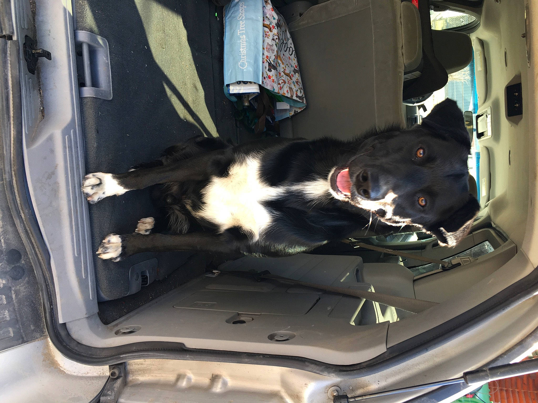 Charley is registered to the contest to win money with this photo: auto_part, automotive_design, automotive_exterior, automotive_lighting, automotive_tire, automotive_wheel_system, bumper, car, car_seat, car_seat_cover, carnivore, family_car, gas, hood, mode_of_transport, motor_vehicle, personal_luxury_car, trunk, vehicle, vehicle_door