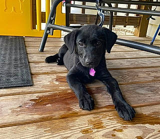 Luna joined the competition — help win amazing prizes! carnivore, collar, companion_dog, dog, dog_breed, dog_collar, fawn, floor, flooring, gun_dog, hardwood, laminate_flooring, plank, retriever, snout, tail, wood, wood_flooring, wood_stain, working_animal