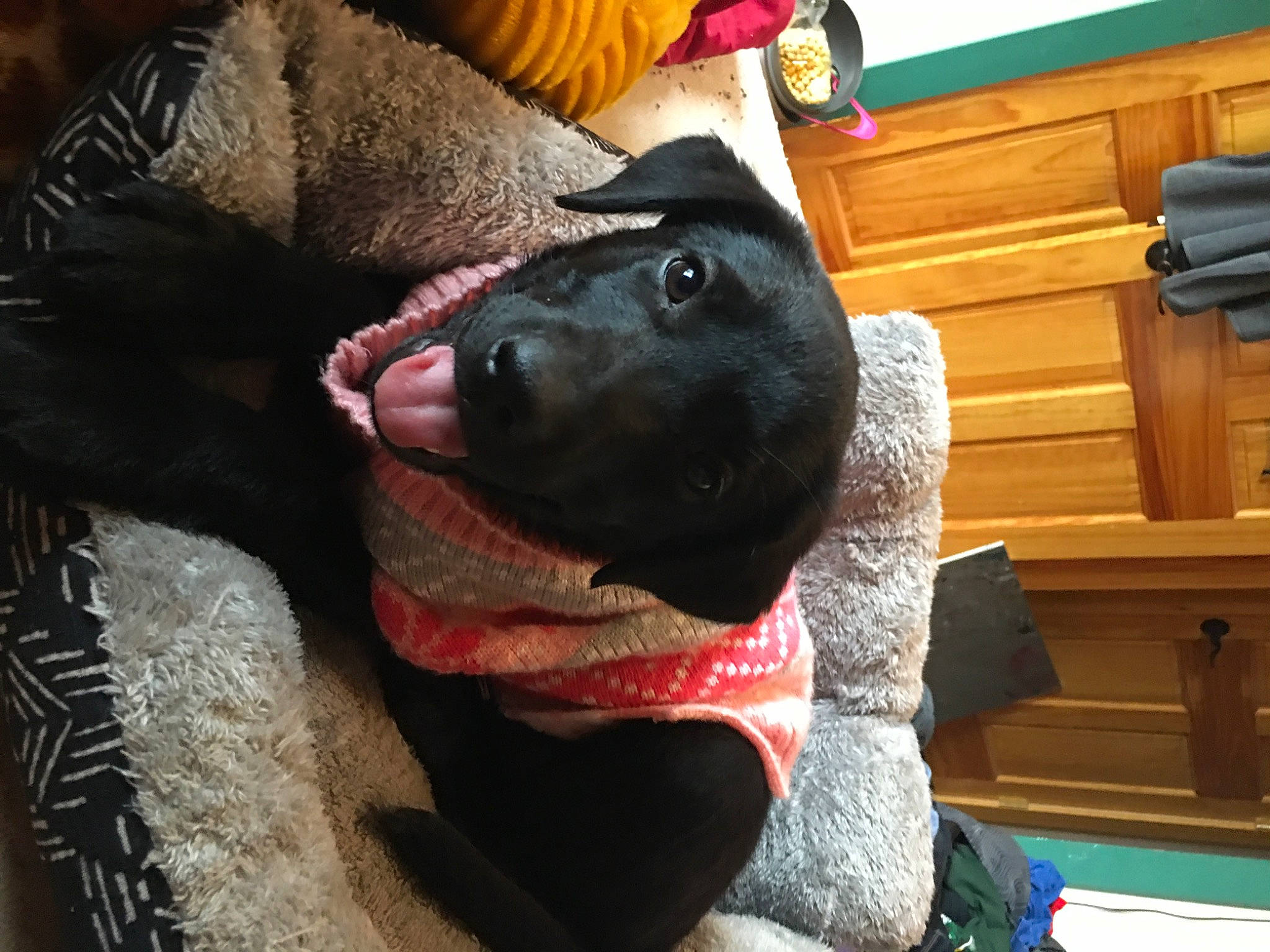 Luna is registered to the contest to win money with this photo: cabinetry, cap, carnivore, collar, comfort, companion_dog, dog, dog_breed, fashion_accessory, fawn, felidae, fur, small_to_medium_sized_cats, snout, sporting_group, tail, whiskers, wood, wool, working_animal