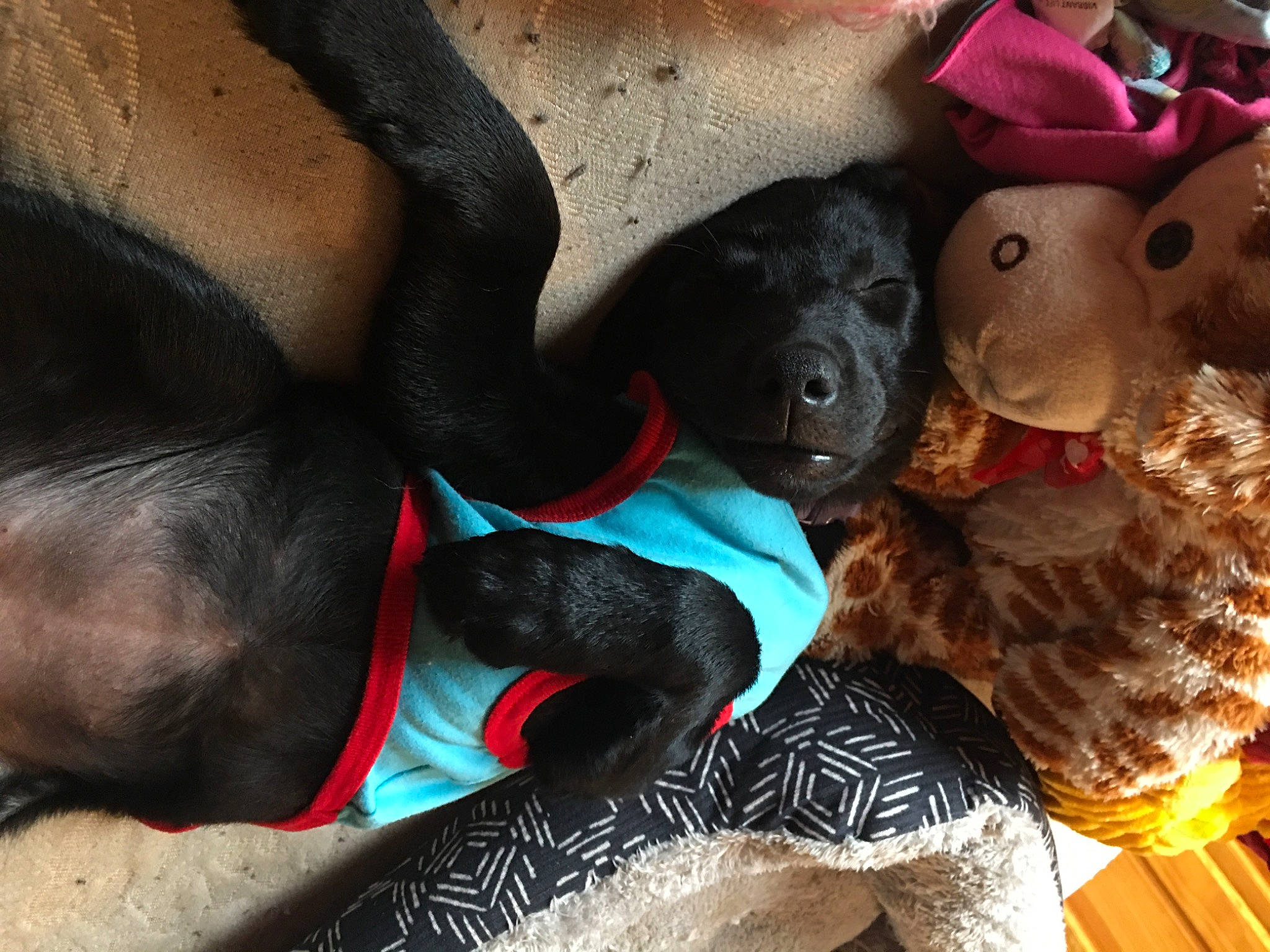 Luna joined the competition — help win amazing prizes! carmine, comfort, companion_dog, dog_breed, fawn, foot, fun, fur, human_leg, plush, primate, snout, sporting_group, stuffed_toy, teddy_bear, terrestrial_animal, thigh, toy, undergarment, working_animal