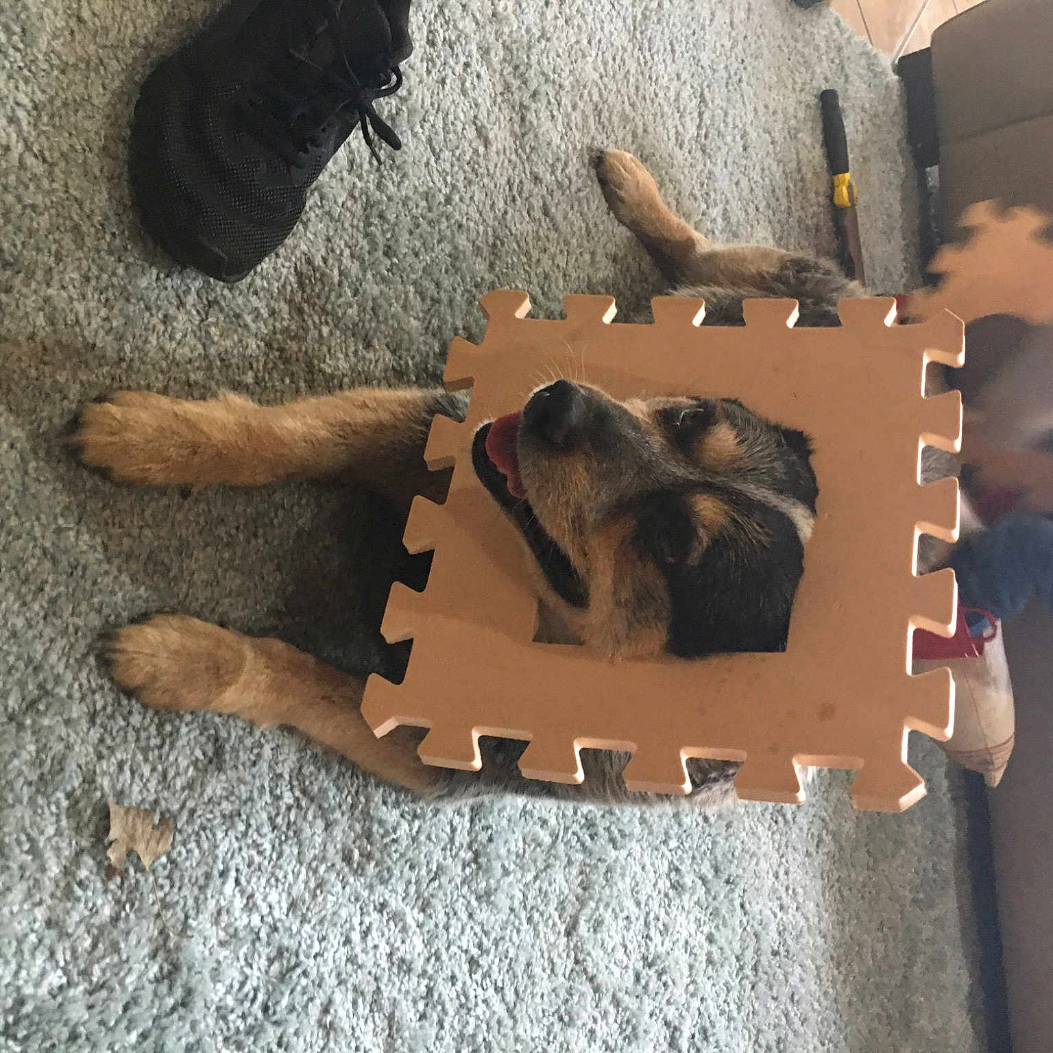 Zoey