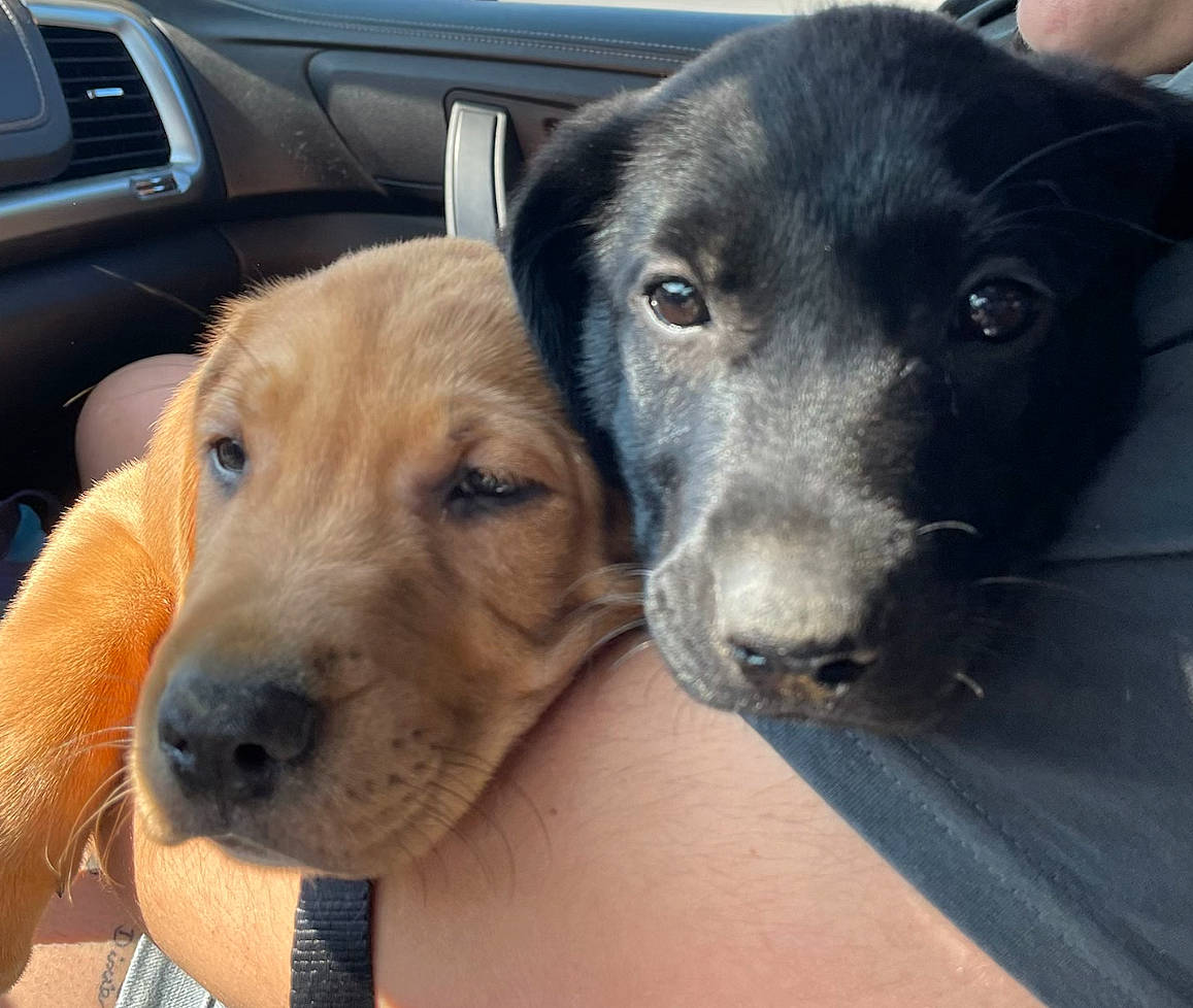 Rugar joined the competition — help win amazing prizes! auto_part, canidae, car_seat, carnivore, companion_dog, dog, dog_breed, family_car, fawn, fur, mammal, motor_vehicle, selfie, snout, sporting_group, vehicle, vehicle_door, vertebrate, whiskers, working_animal