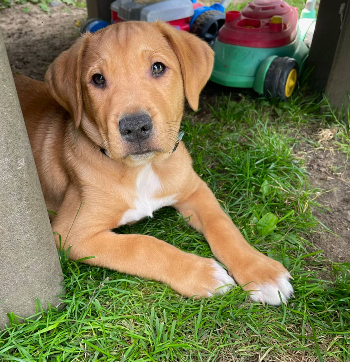 Rugar is registered to the contest to win money with this photo: ancient_dog_breeds, backpack, carnivore, collar, companion_dog, dog, dog_breed, dog_collar, grass, hunting_dog, liver, luggage_and_bags, paw, plant, terrestrial_animal, tire, wheel, wildlife, working_animal, working_dog