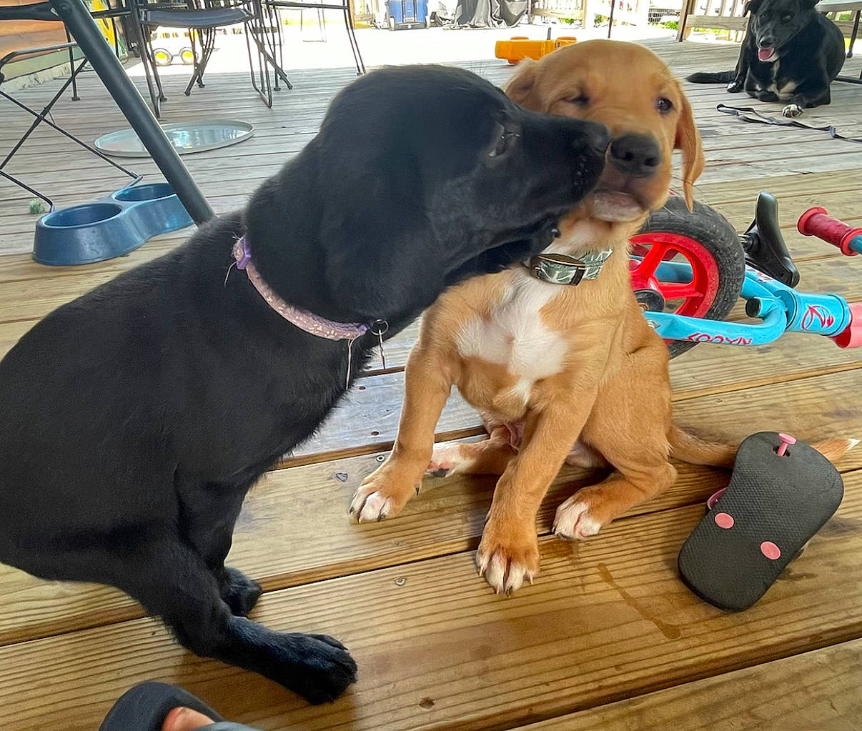 Rugar joined the competition — help win amazing prizes! canidae, carnivore, chair, collar, companion_dog, dog, dog_breed, dog_collar, dog_supply, fashion_accessory, fawn, guard_dog, leash, pet_supply, snout, sporting_group, tail, wood, working_animal, working_dog