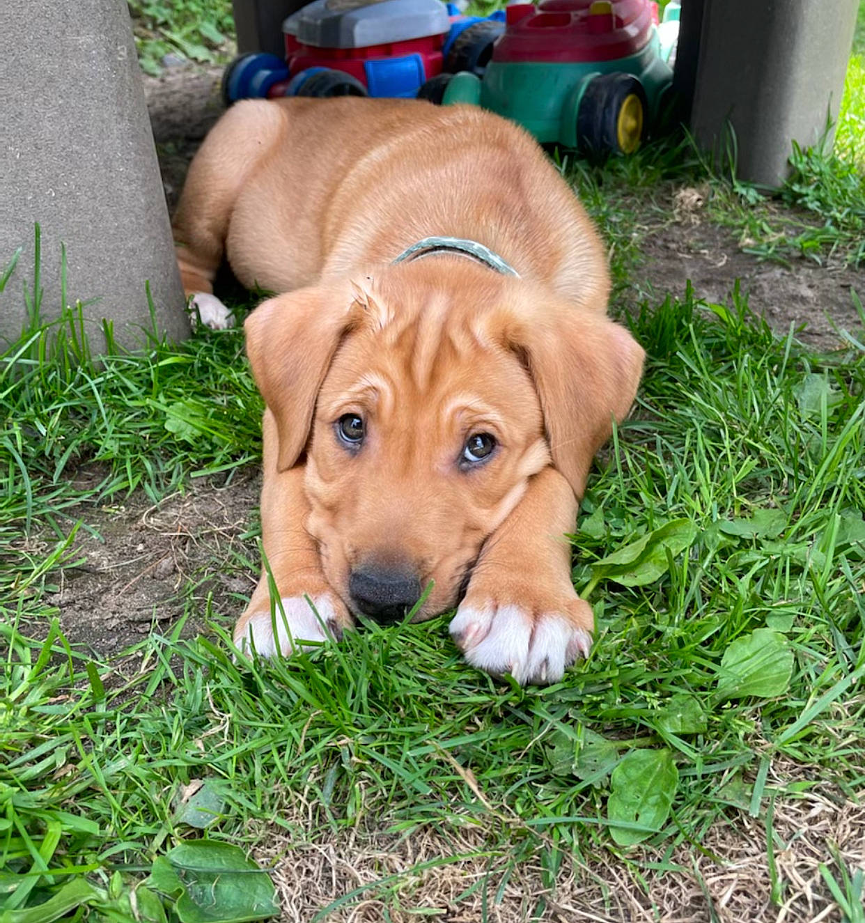 Rugar is registered to the contest to win money with this photo: canidae, carnivore, companion_dog, dog, dog_breed, fawn, grass, groundcover, hound, liver, plant, puppy, snout, sporting_group, terrestrial_animal, tire, toy, wheel, wood, working_animal