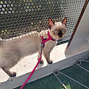 Carla a rejoint le concours — aidez-le/la à gagner de superbes lots ! cat, kitten, siamese_cat, blue_eyes, harness, leash, pink, pet, animal, standing, outdoor, sunlight, ledge, balcony, metal_panel, perforated_surface, greenery, artificial_grass, portrait, cute