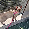 cat, kitten, siamese_cat, blue_eyes, harness, leash, pink, pet, animal, standing, outdoor, sunlight, ledge, balcony, metal_panel, perforated_surface, greenery, artificial_grass, portrait, cute