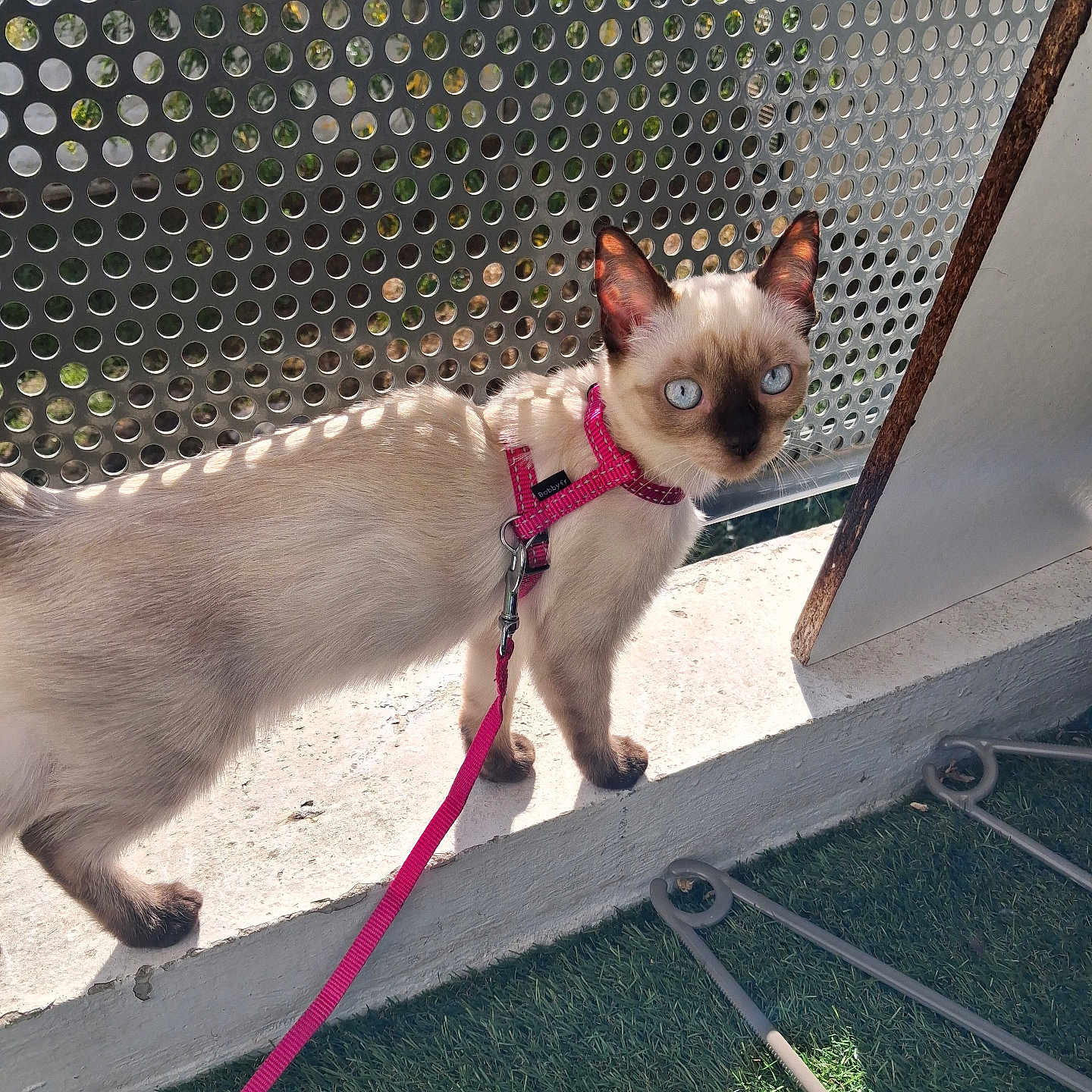 Carla