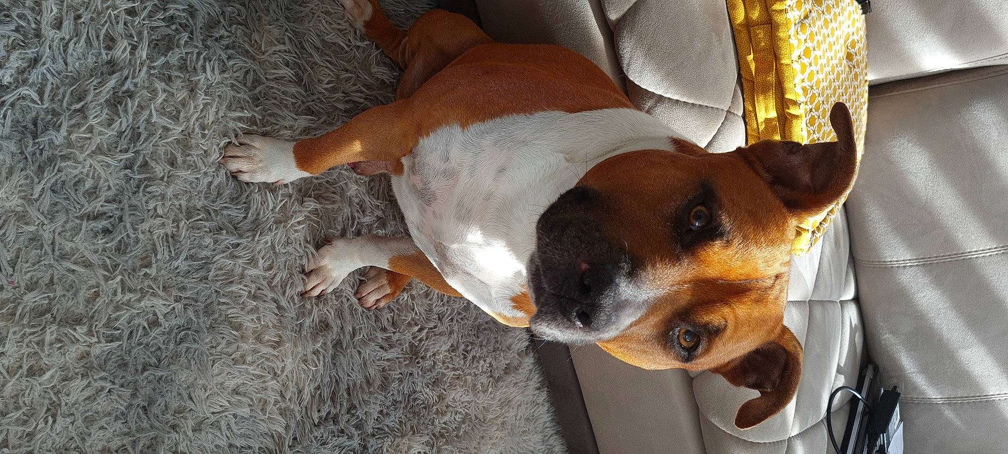 Simba participe au concours pour gagner de l'argent avec cette photo : canidae, carnivore, collar, companion_dog, dog, dog_breed, dog_supply, fawn, paw, pet_supply, sporting_group, terrestrial_animal, whiskers, working_animal