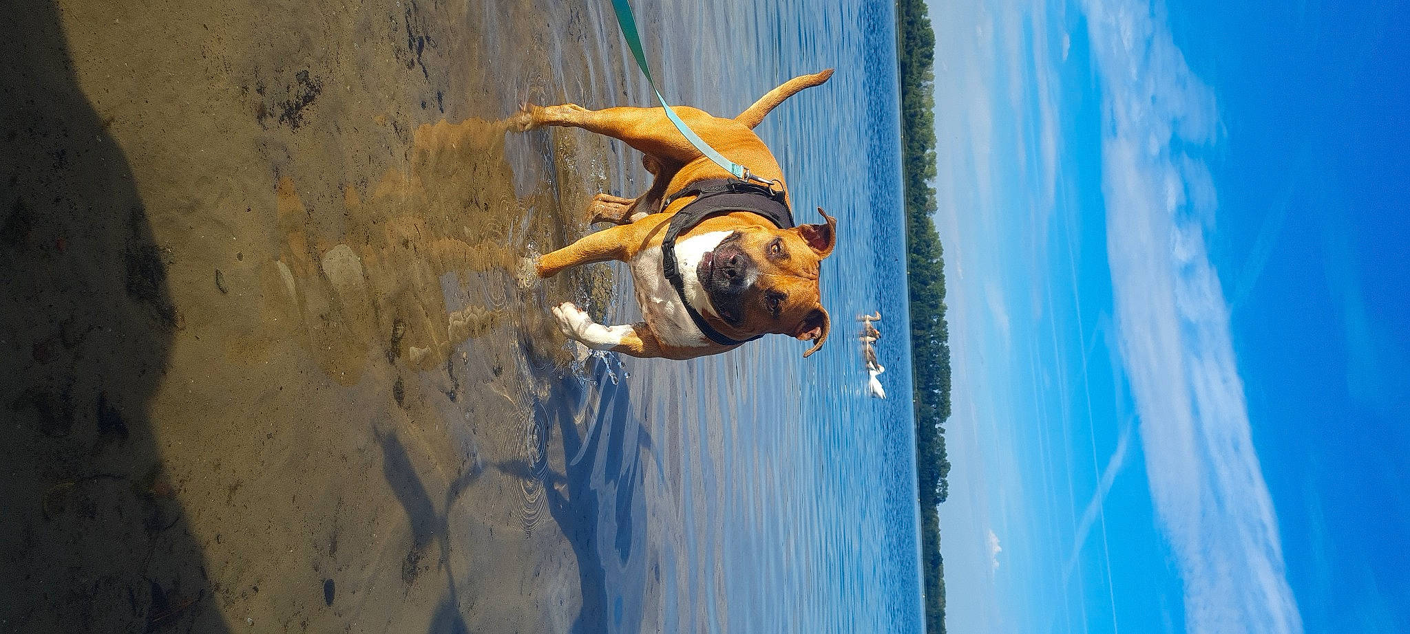 Simba