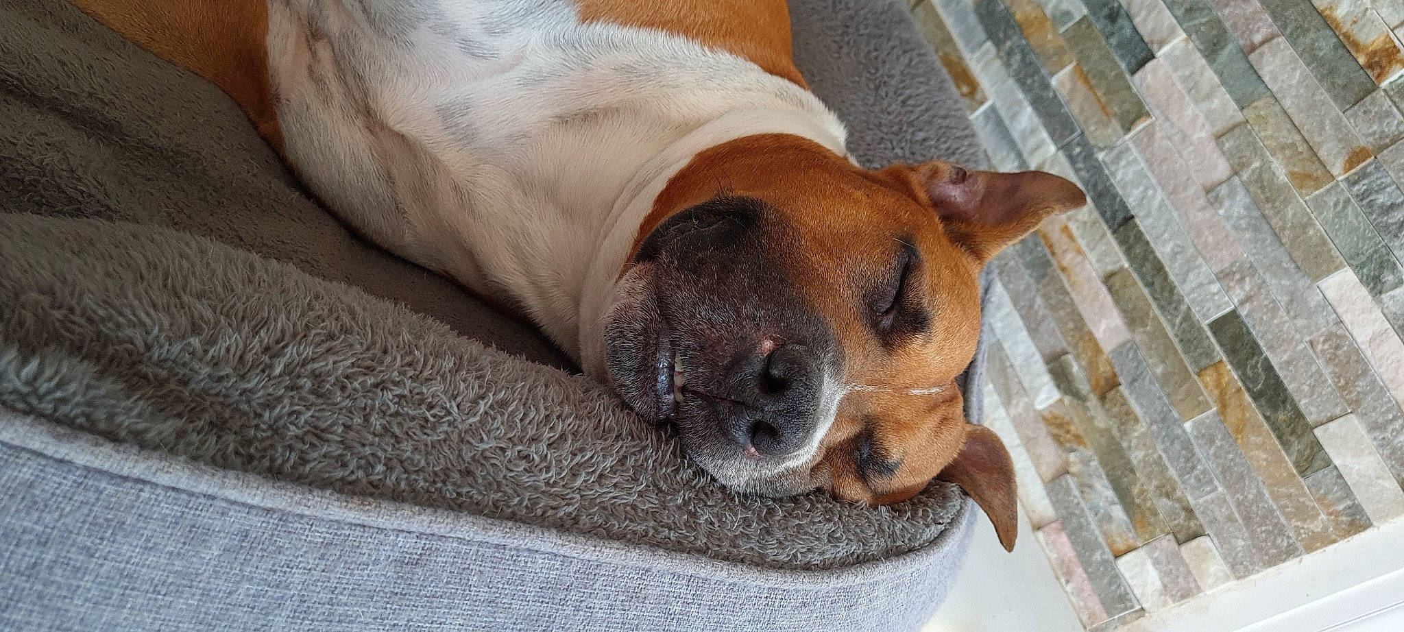 Simba participe au concours pour gagner de l'argent avec cette photo : bored, canidae, carnivore, collar, comfort, companion_dog, dog, dog_breed, dog_supply, fawn, fur, guard_dog, nap, non_sporting_group, paw, pet_supply, snout, sporting_group, terrestrial_animal, whiskers