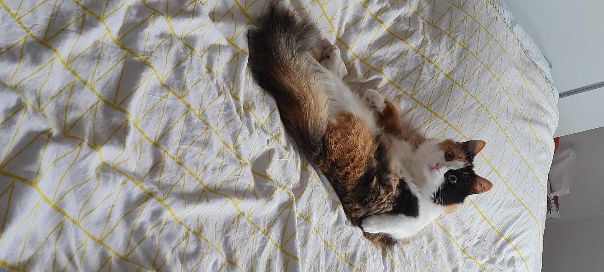 Uddy participe au concours pour gagner de l'argent avec cette photo : canidae, carnivore, cat, claw, comfort, dog_breed, domestic_short_haired_cat, fawn, felidae, fur, linens, pattern, paw, plaid, small_to_medium_sized_cats, sporting_group, tail, textile, whiskers, wood