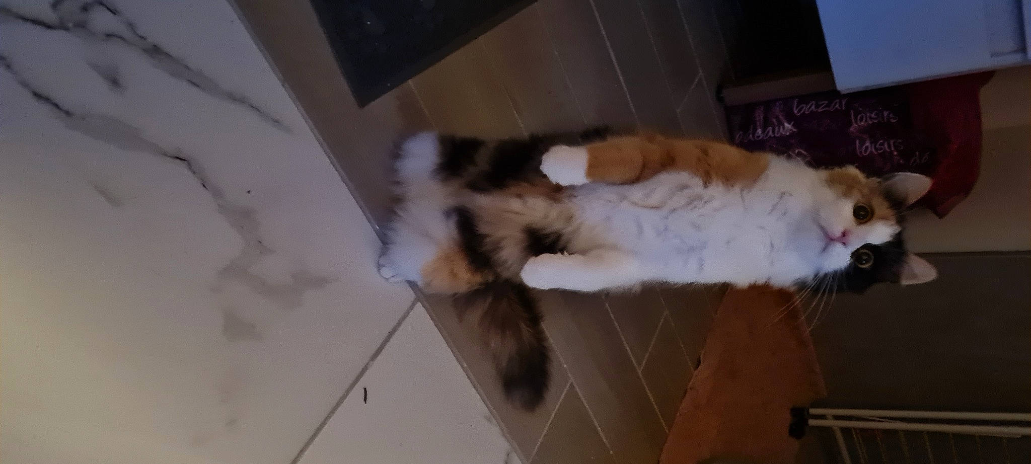 Uddy a rejoint le concours — aidez-le/la à gagner de superbes lots ! carnivore, cat, claw, companion_dog, dog_breed, domestic_short_haired_cat, fawn, felidae, flooring, foot, fur, hardwood, paw, small_to_medium_sized_cats, tail, terrestrial_animal, whiskers, wood
