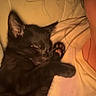 Binx joined the competition — help win amazing prizes! black_kitten, sleeping_cat, person_partial, indoor, cozy, closeup, soft_lighting, warm_tone, hair_strands, shirt, stars_pattern, pet, animal, resting, cute, feline, companion, comfort, nap, domestic