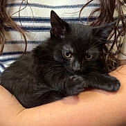 Binx joined the competition — help win amazing prizes! black_kitten, kitten, cat, pet, animal, person, arms, striped_sweater, curly_hair, indoor, closeup, cute, feline, resting, comfort, holding, young_animal, domestic_animal, portrait, warm