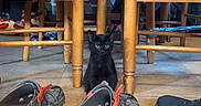 Binx joined the competition — help win amazing prizes! black_kitten, cat, indoor, wooden_table, wooden_chairs, shoes, floor, tile_floor, curious, pet, small, domestic, animal, furniture, home, seated, looking, quiet, cozy, daylight