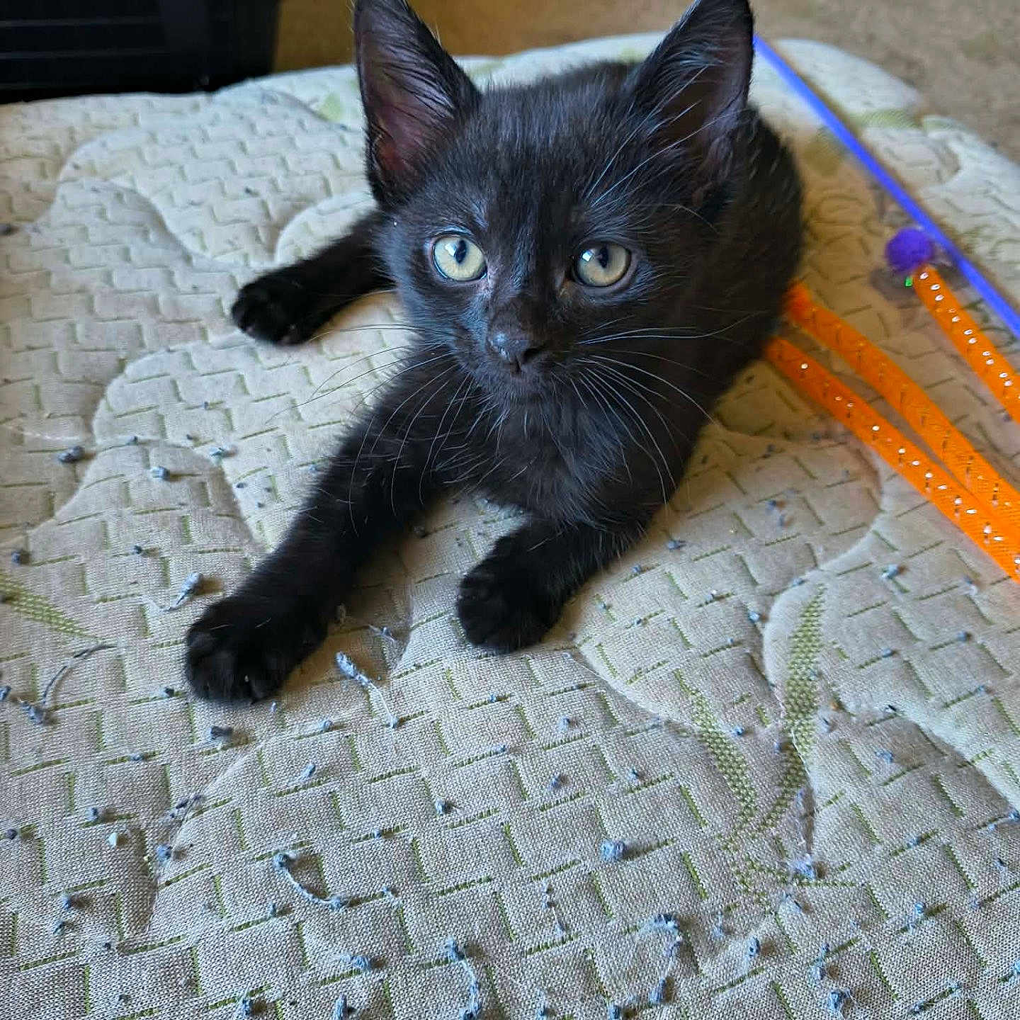 Binx