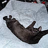 Binx joined the competition — help win amazing prizes! cat, black_cat, pet_bed, fluffy, stretching, indoor, cozy, furniture, relaxing, sleepy, animal, fur, cute, small, resting, domestic_animal, soft, comfort, household, bed